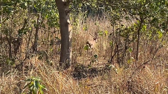 Rajaji National Park Safari | Uttarakhand смотреть онлайн