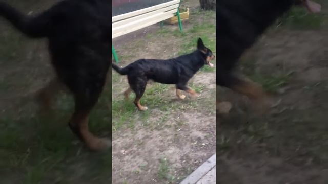 собака прыгает по дереву как белка смотреть онлайн