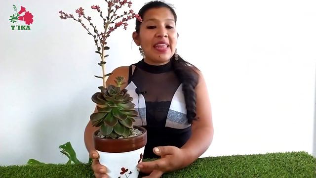 Echeveria Melaco смотреть онлайн