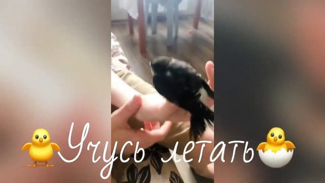 Пташка чик-чирик!!! Коротенькая история о жизни ласточки в неволе! смотреть онлайн