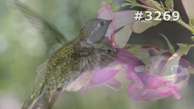 #3269. Колибри (В мире животных) смотреть онлайн
