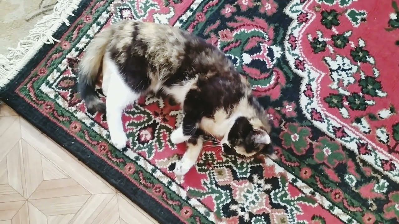 ИЗ ГОРОДА в ДЕРЕВНЮ ОДНА В ДЕРЕВНЕ ЗАБОЛЕЛА смотреть онлайн