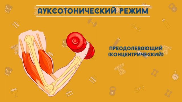 Мышцы: скелетные и гладкие! Энергообеспечение мышц! Функции мышц! Антагонисты, синергисты, агонисты смотреть онлайн