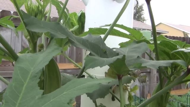 Giant Hydroponic Okra Plant - Tower Garden смотреть онлайн