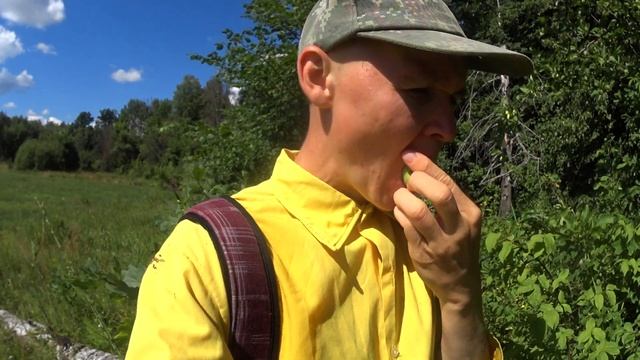 Сбор ЧАЯ на ЗИМУ / Проведал ЗЕМЛЯНКУ и ДОМИК на ДЕРЕВЕ смотреть онлайн