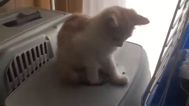 Булочка ищет дом! смотреть онлайн