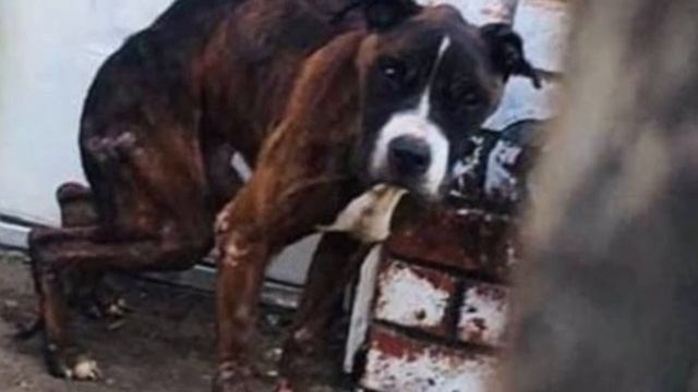 Собака дико плакала за забором и девушка сообразила, что это пес зовет ее на помощь смотреть онлайн