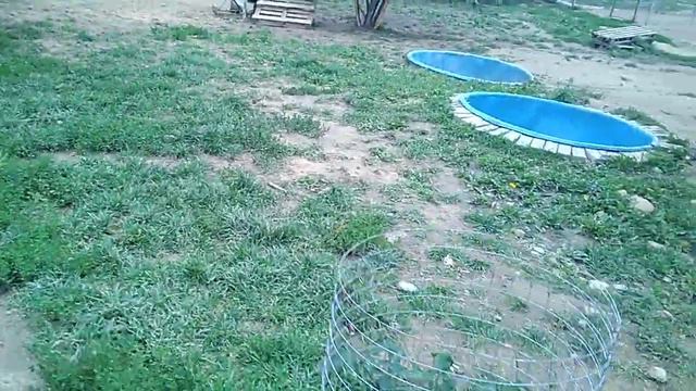 Смоленск Приют для бездомных собак Натальи Беликовой смотреть онлайн