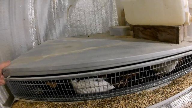 Что делать, если не несутся перепелки? Личный опыт, решение проблемы, эконом по корму. смотреть онлайн