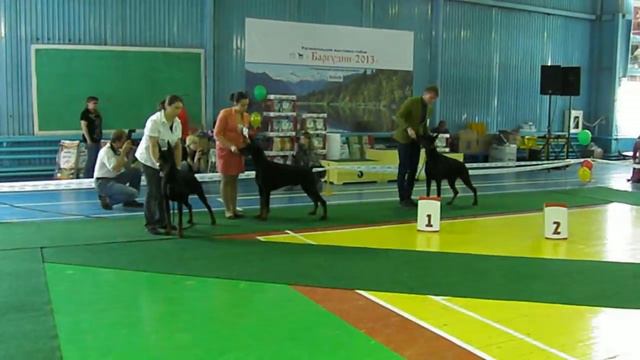 МОНОПОРОДНАЯ ВЫСТАВКА ДОБЕРМАН, КЧК "БАЙКАЛ - 2013" Экс.SZUTKIEWICZ смотреть онлайн