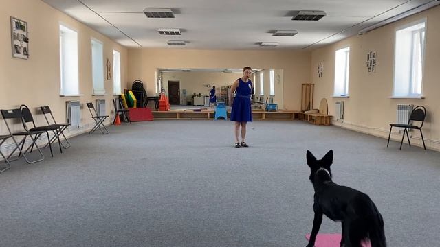 Как научить собаку командам Дрессировка собаки Танцы с собакой. Брина-14,5 месяцев. 16.03.2022г. смотреть онлайн