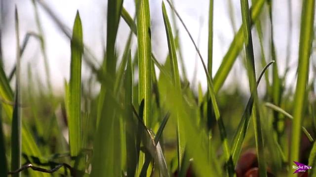 # ВЕСНА – чудо пробуждения природы (Москва) | Релакс, звуки природы | # SPRING смотреть онлайн