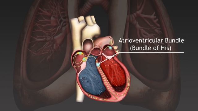 How the cardiac cycle is produced by electrical impulses in the heart смотреть онлайн