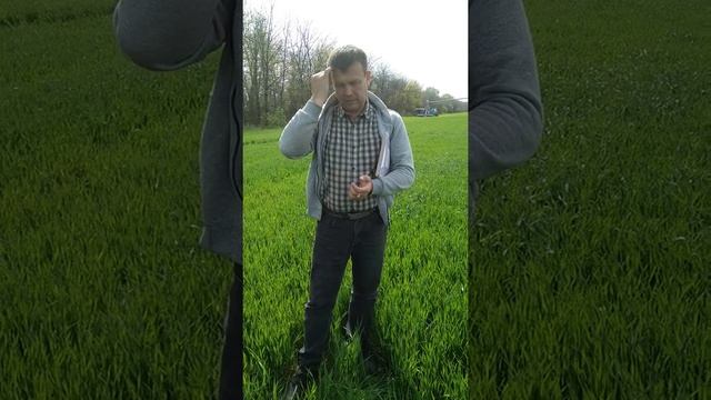 1-я химобработка озимой пшеницы от двудольных и злаковых сорняков, от болезней и вредителей смотреть онлайн