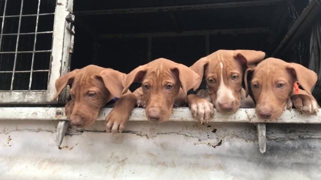 Caza: El Podenco Canario (Islas Canarias). смотреть онлайн