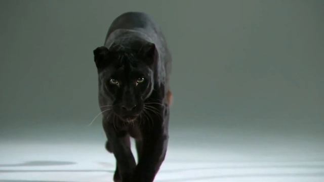 Факты о котах!Зачем котам усы и хвост? смотреть онлайн