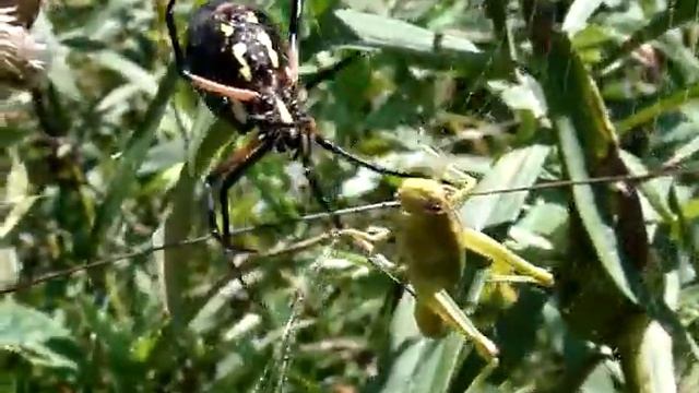 HUGE SPIDER Argiope Aurantia Kills Grasshopper смотреть онлайн