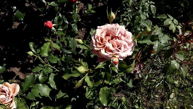 РОЗА КОКО ЛОКО/Rose Koko Loko - чрезвычайно красивая. Уникальный и оригинальный цвет! Обзор смотреть онлайн