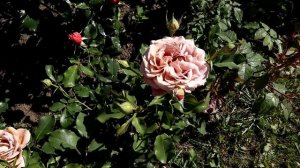 РОЗА КОКО ЛОКО/Rose Koko Loko - чрезвычайно красивая. Уникальный и оригинальный цвет! Обзор