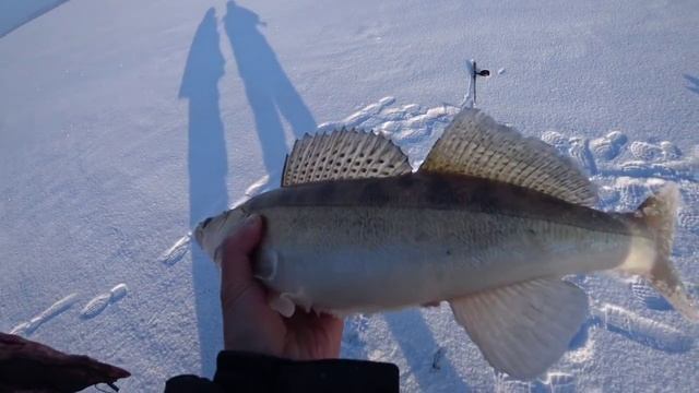 Зимняя рыбалка на судака. Поклёвка за поклёвкой. Отличная рыбалка. смотреть онлайн