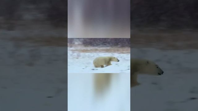 Близкий родственник бурого медведя - Белый медведь. смотреть онлайн