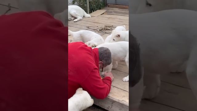 Бригада гастарбайтеров🥳 #щенкисао #щенкиалабая #сао #алабаи #продажащенков #dogpuppy #puppy #щенки смотреть онлайн