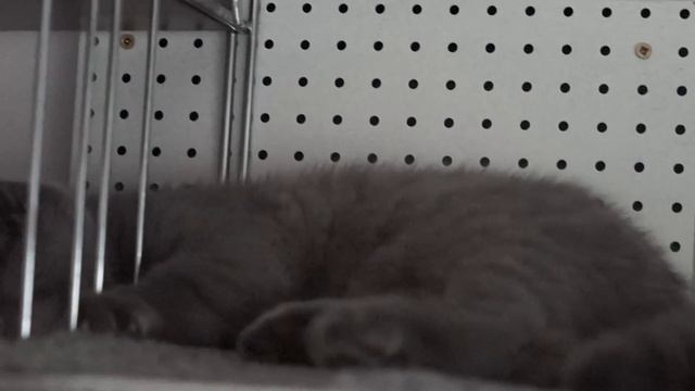 Ajax Plus Ultra, BRI a, male, 2 month old, AVAILABLE смотреть онлайн