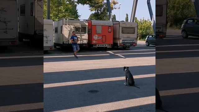 Training pitbull 4 mesi смотреть онлайн