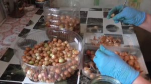 Защита лука от луковой мухи и от болезней в одном средстве Как подготовить лук севок к посадке