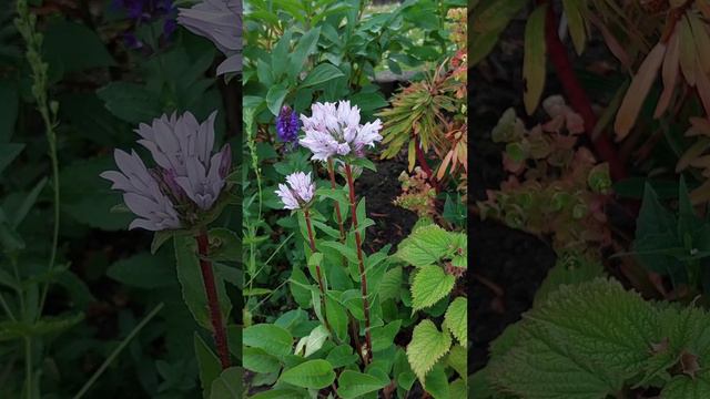 Многолетники, цветущие в июне . Кампанула гломерата Caroline.