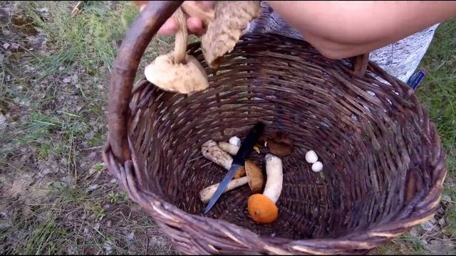 БІЛІ ГРИБИ В кінці травня. Гриб гігант. смотреть онлайн