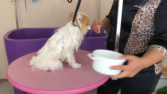 Готовим шпица к стрижке смотреть онлайн