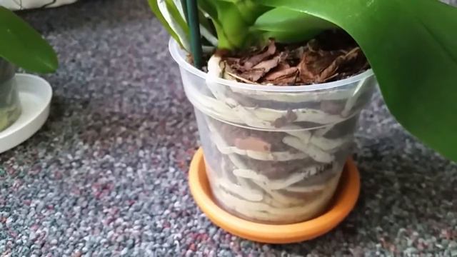 Мои орхидеи после отпуска / How my orchids are after my vacation смотреть онлайн