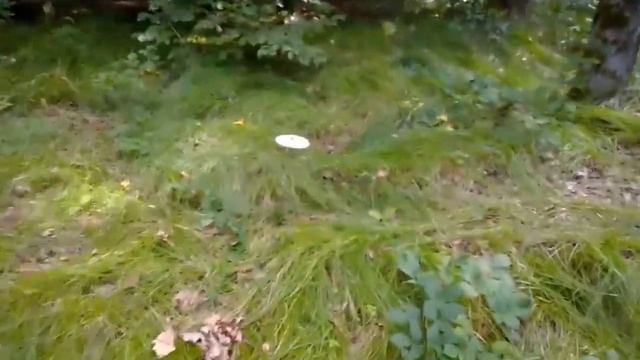 Парасольки. Величезні гриби на Франківщині смотреть онлайн