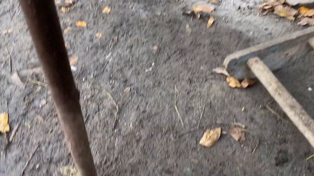 Утро в чистом курятнике//Чем кормить кур смотреть онлайн