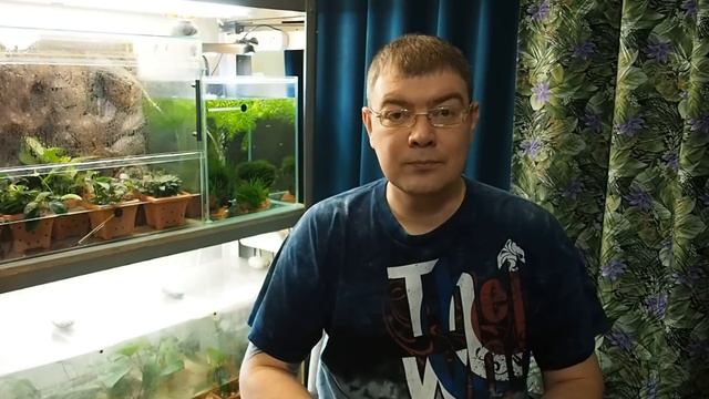 Сом крапчатый (Corydoras Paleatus) - Аквариумные тропические рыбы № 13 смотреть онлайн