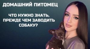 Чихуахуа | Домашнее животное | Блог