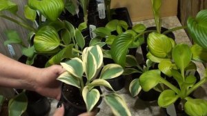 Выращиваем хосты в горшках и украшаем сад !