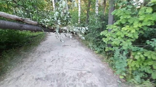 Ржевский лесопарк: Упавшее дерево (осина). смотреть онлайн