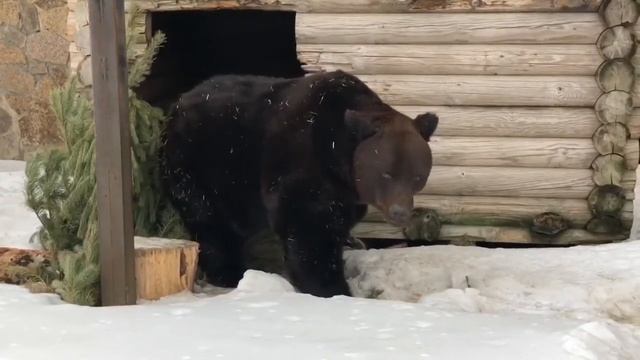 Бурый медведь вышел из спячки в челябинском зоопарке смотреть онлайн