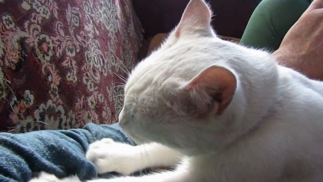 SPA гараж или массажный салон. Массажистка Бэль.