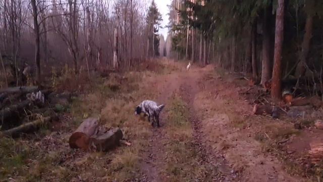 Алиса - лиса. Собаки в лесу смотреть онлайн