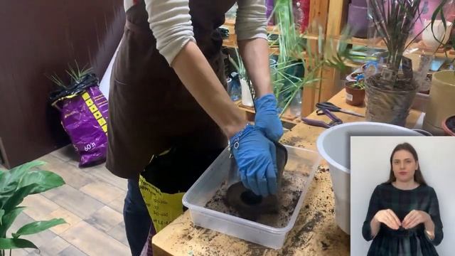 Пересадка финика - легко и быстро { СУРДОПЕРЕВОД } Мастер класс: пересаживаем финиковую пальму смотреть онлайн