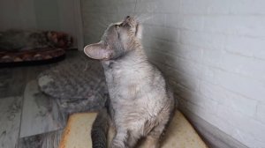 ПРАНКИ НАД КОТАМИ НА ХЭЛЛОУИН