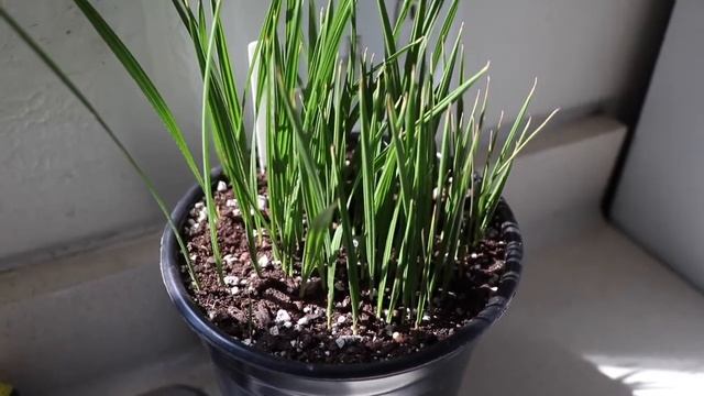 Washingtonia Filifera Seedlings - The Newest Addition To The Washingtonia Family смотреть онлайн