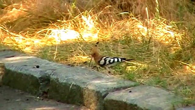 #Nature. Хохлатый удод - птица редкая. смотреть онлайн