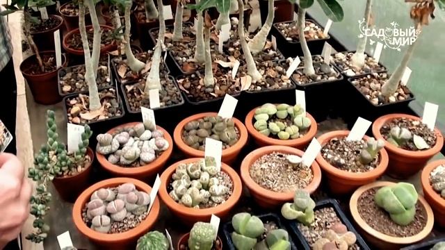 #Разновидность комнатных суккулентов - камнеобразные# смотреть онлайн