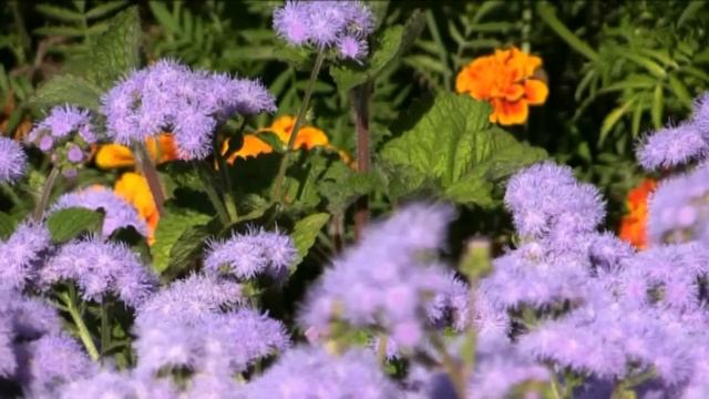 День знаний в Тяжинском районе смотреть онлайн