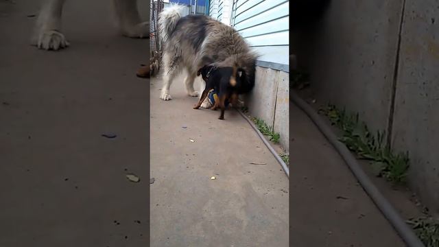 Ягдтерьер играет смотреть онлайн