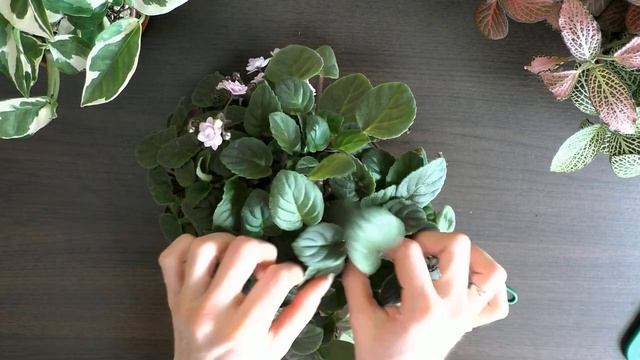 Формирование трейлерных фиалок после зимы | Фиалки уход и выращивание